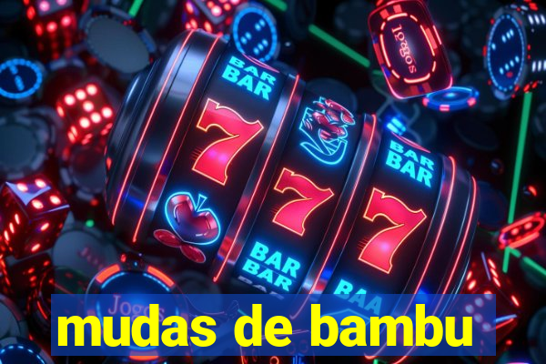 mudas de bambu